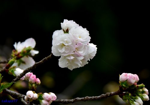 八重桜（白妙）1704aa.jpg