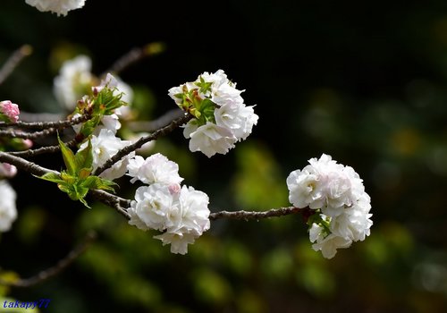 八重桜（白妙）1704ba.jpg