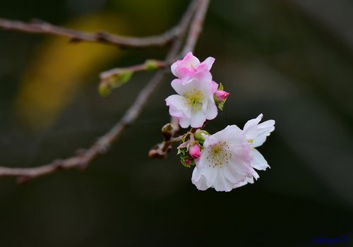 十月桜1710aa45.jpg