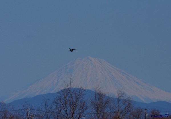 富士山2002aa50s.jpg