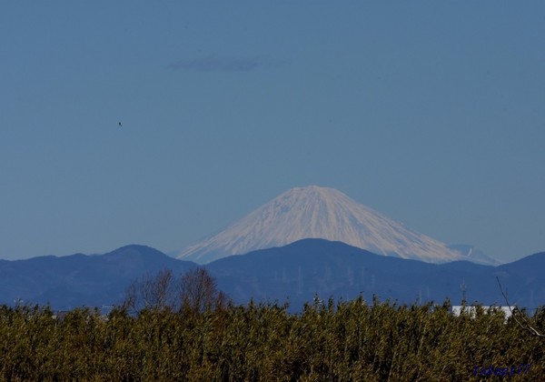 富士山・ミサゴ2202aa57s.jpg