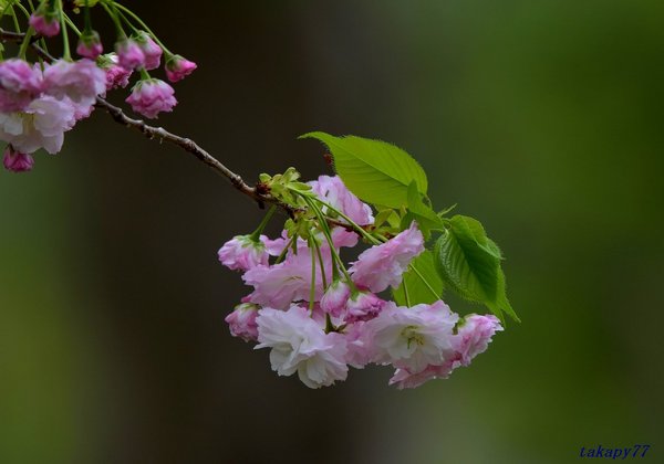 桜(一葉)1804aa57.jpg
