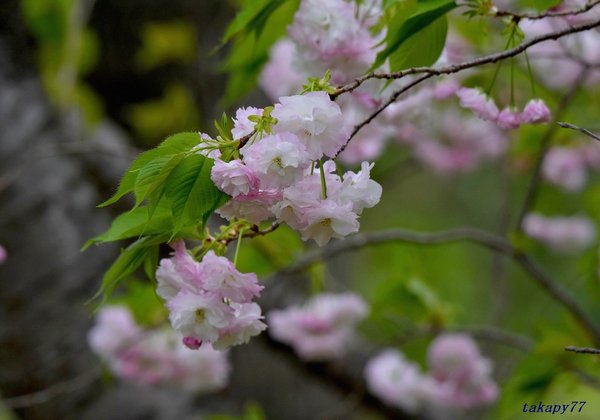 桜(一葉)1804ab57.jpg