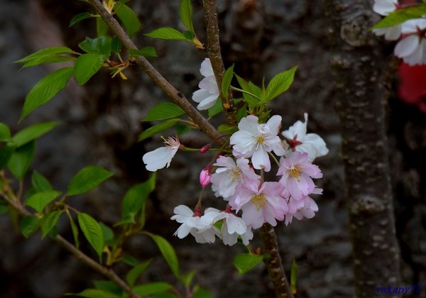 桜(思川)1804ab57.jpg