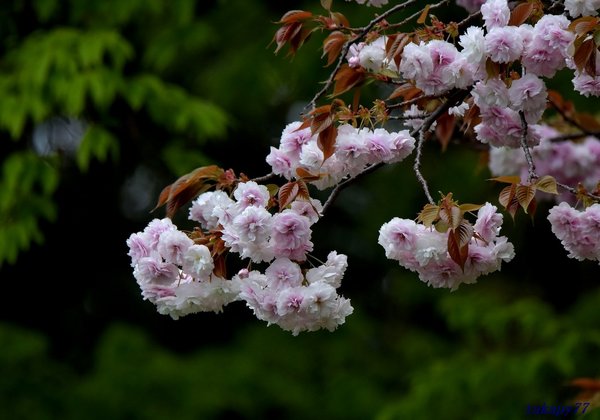 桜(普賢象)1804bb50.jpg