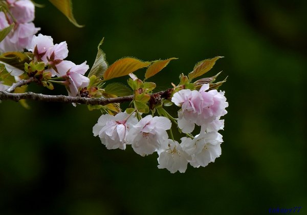 桜(白妙)1804aa40.jpg