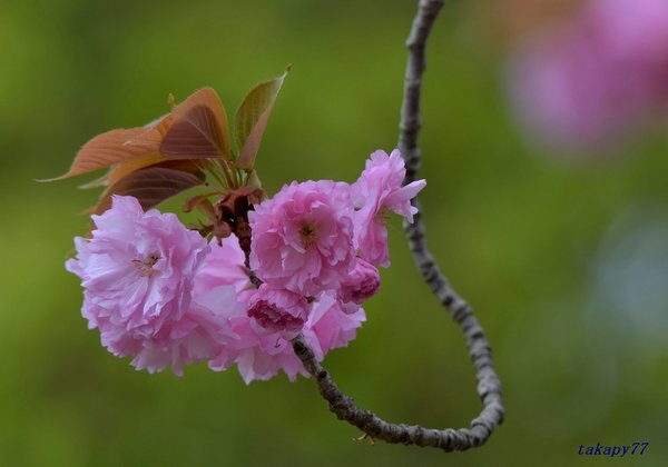 桜(関山)1804ac57.jpg