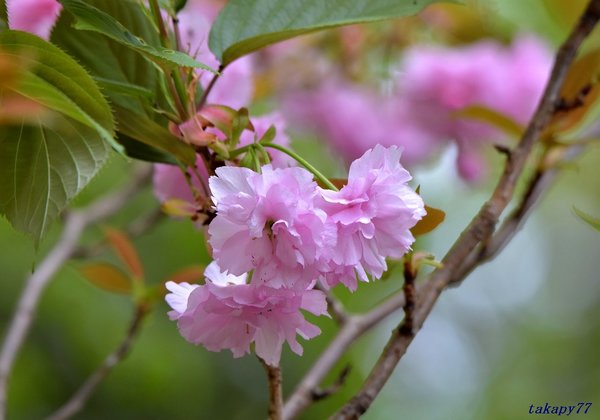 桜(関山)1804ba57.jpg